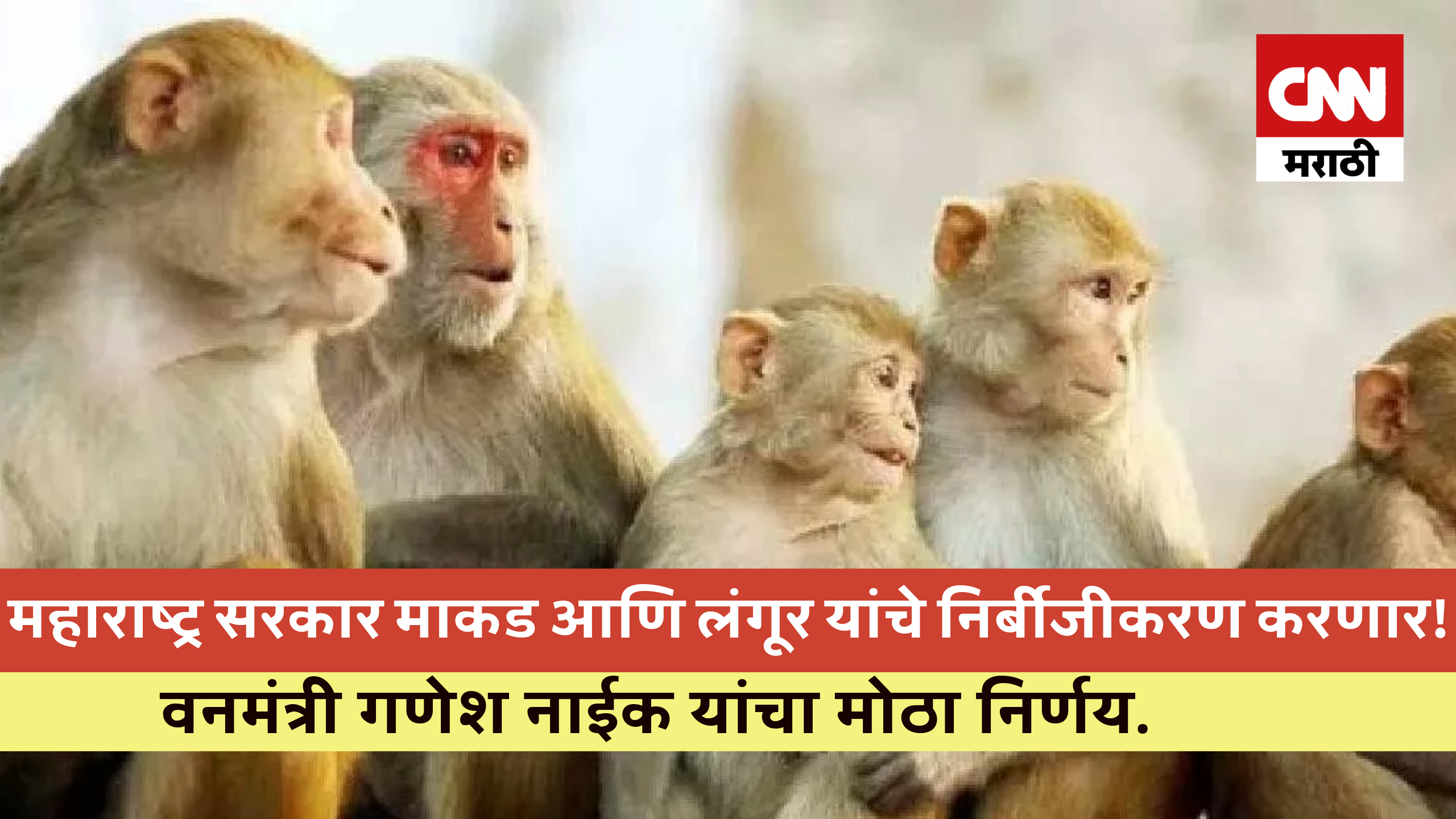 माकड निर्बीजीकरण /cnnmarathi.com